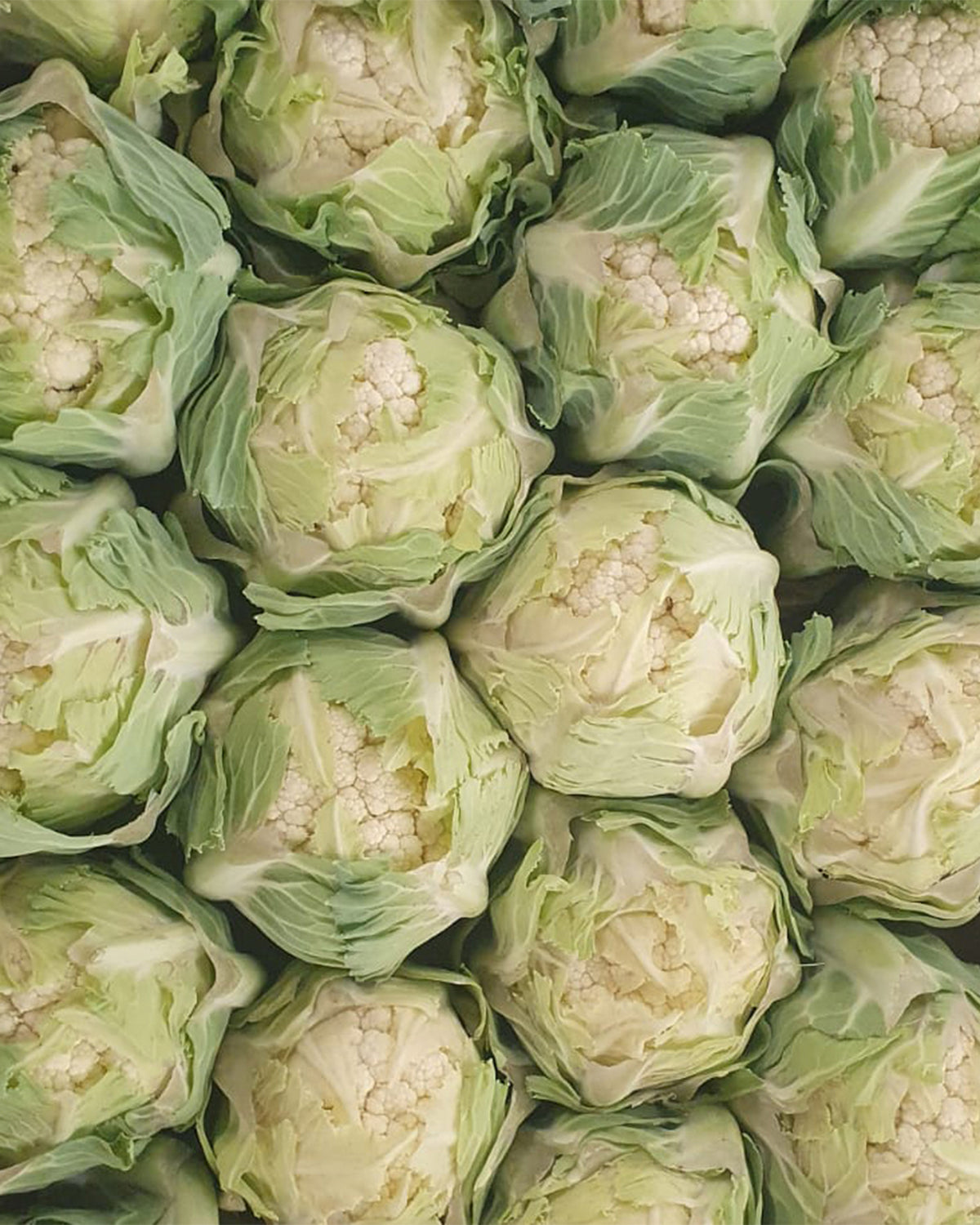 Cauliflower Baby