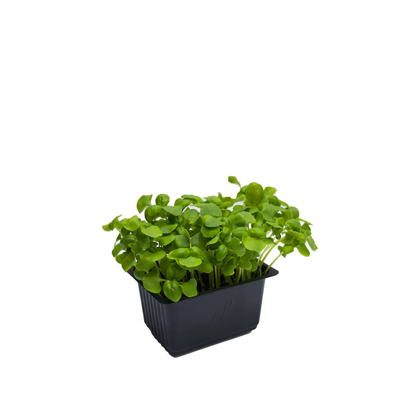 Cress - Basil (Large) (Nosh)