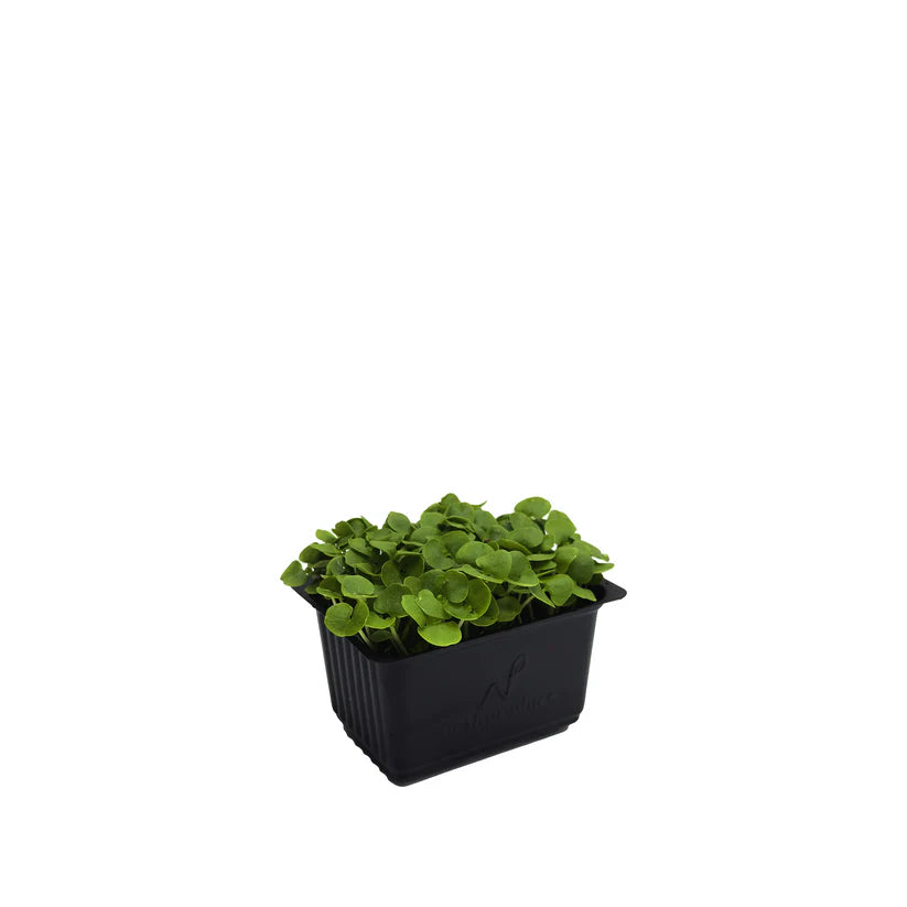 Cress - Basil (Small) (Nosh)