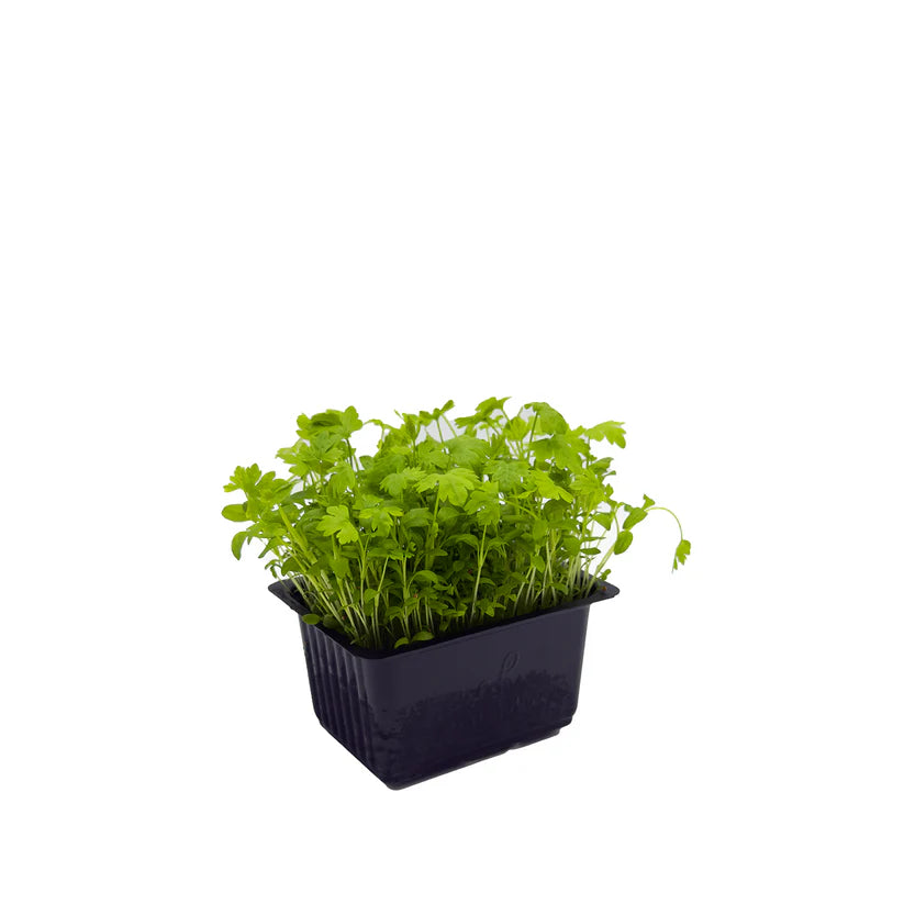 Cress - Celery (Large) (Nosh)