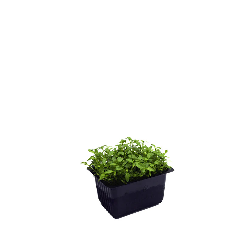 Cress - Celery (Small) (Nosh)