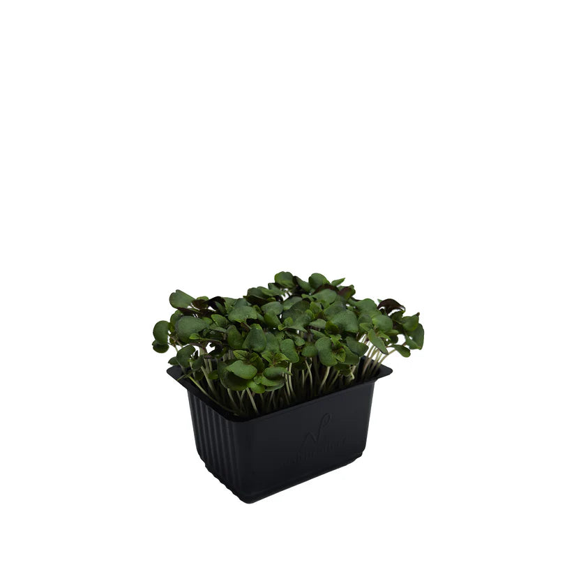 Cress - Shiso Purple (Nosh)