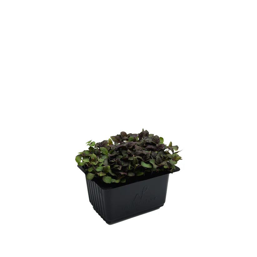 Cress - Shiso Red (Nosh)