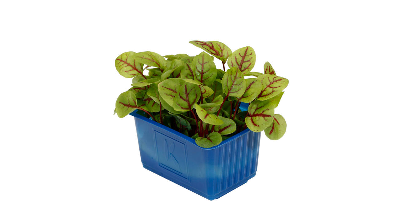Cress - Red Vein Sorrel / Vene