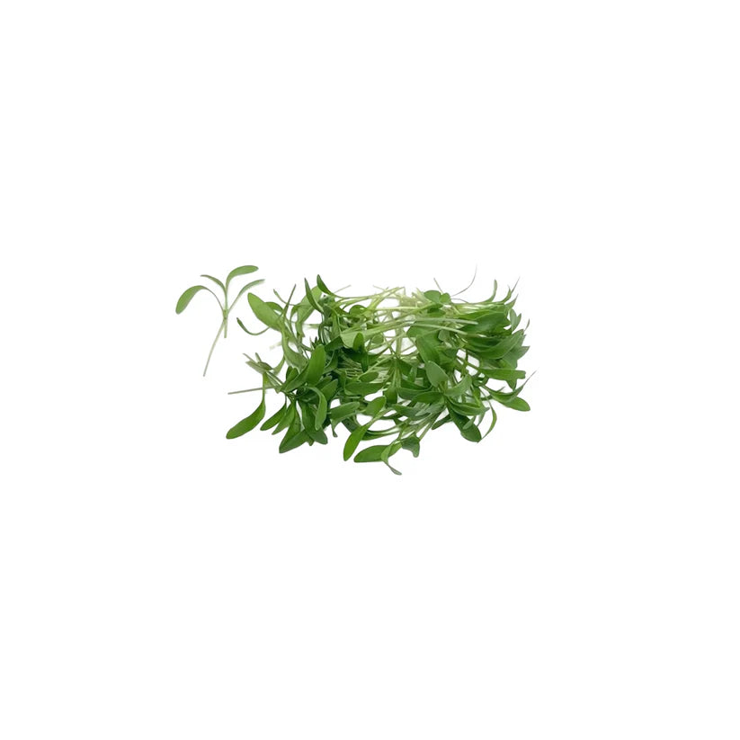 Cut Microgreen Corriander (Nosh)