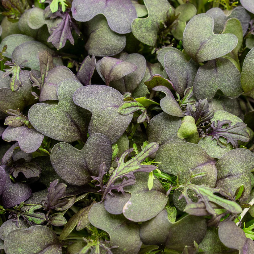 Cut Microgreen Mustard Red (Nosh)