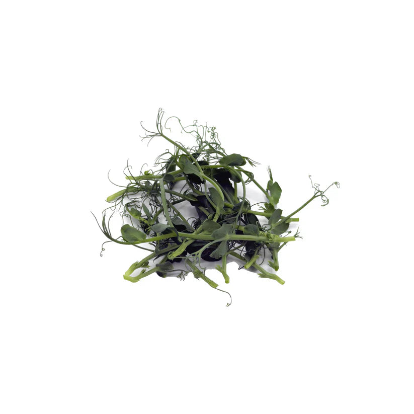 Cut Microgreen Pea Shoot/Pea Tendril (Nosh)