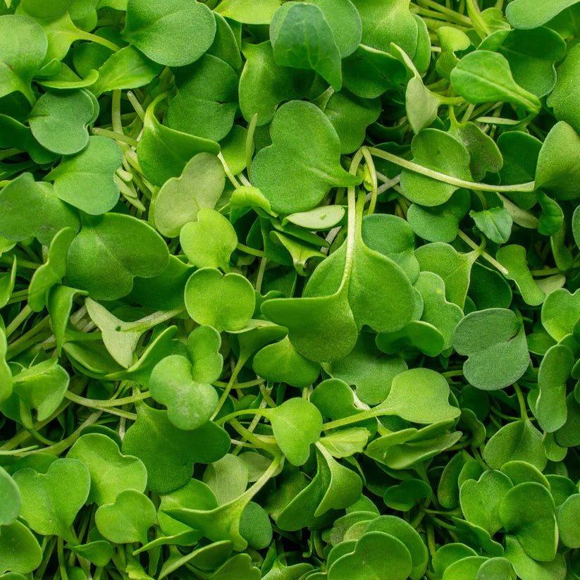 Cut Microgreen Rocket (Nosh)
