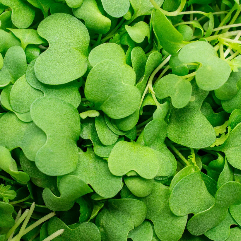 Cut Microgreen Wasabina (Nosh)