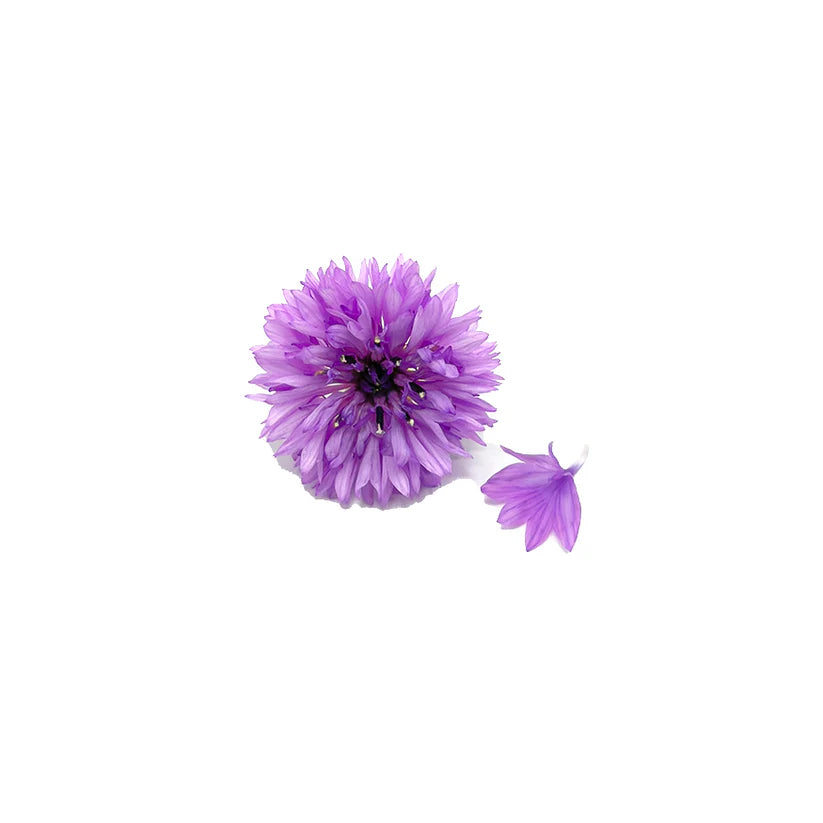 Edible Flowers - Cornflower (Purple) (Nosh)