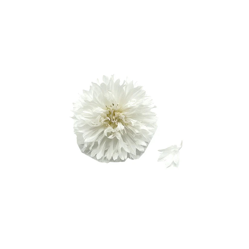 Edible Flowers - Cornflower (White) (Nosh)