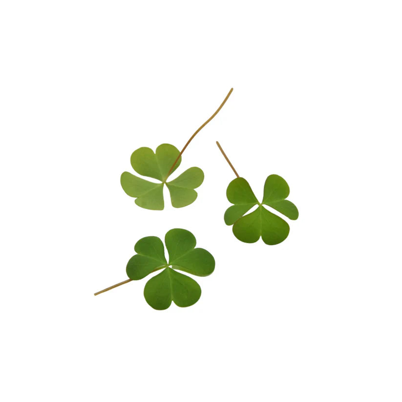 Herbs - Green Oxalis (Nosh)