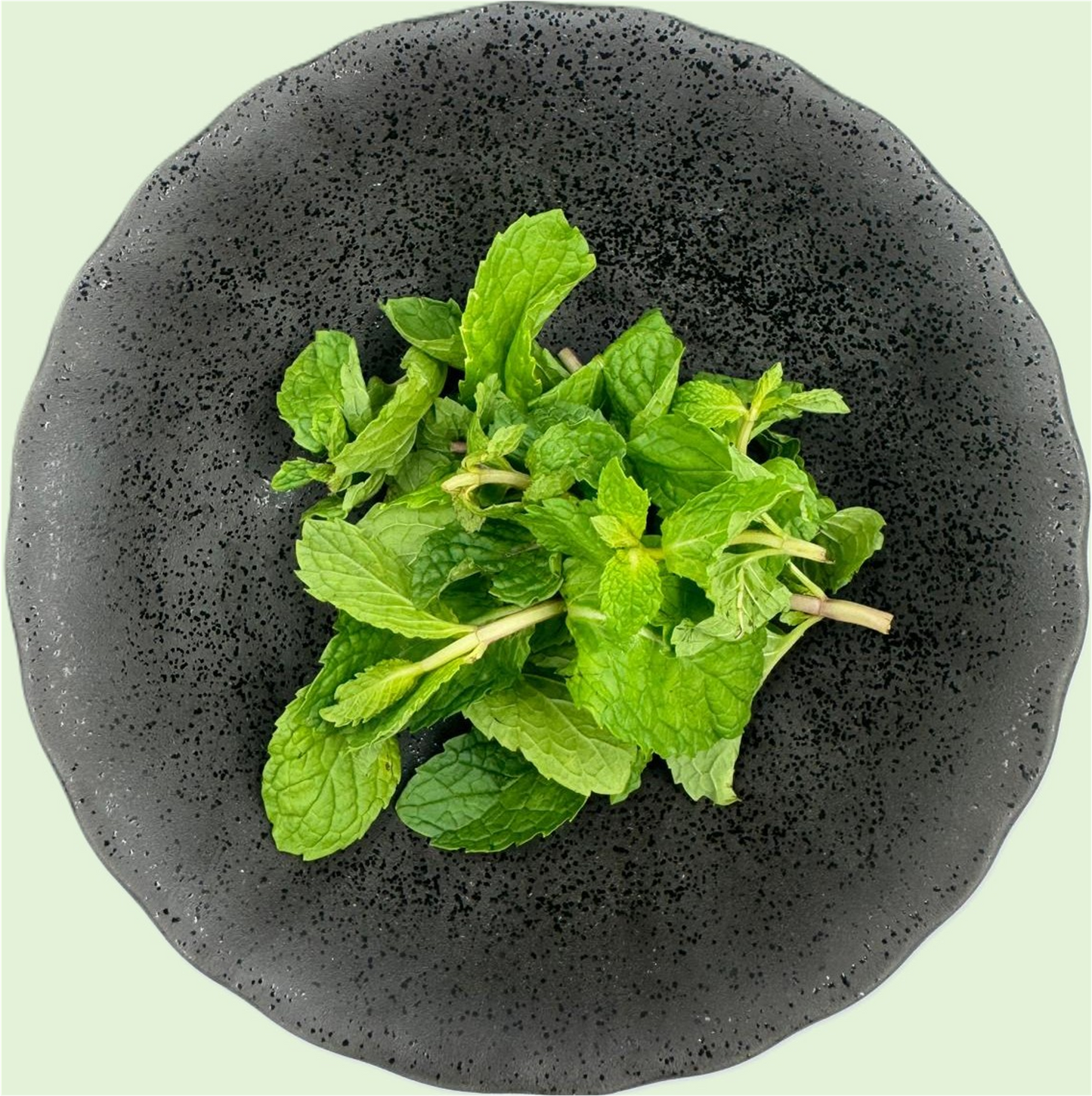 Herb Mint - Processed & Washed (200gm/tub) (Kito)
