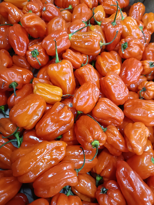 Pepper Habanero Orange