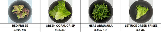 Lettuce Garden Mix V3 - 500gm/Pkt (Kito)