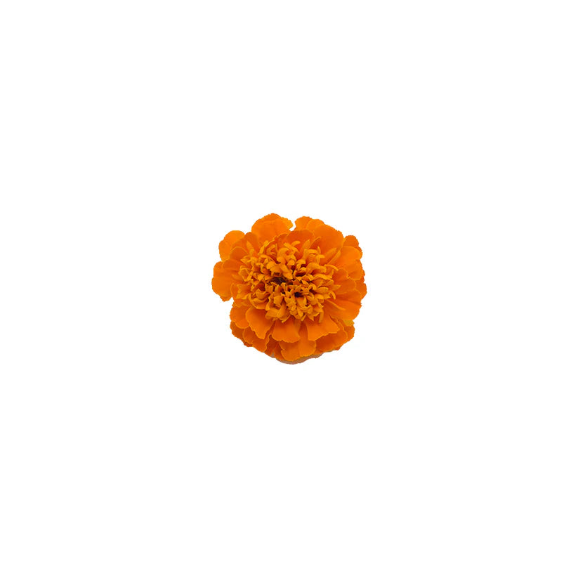 Edible Flowers - Marigold (Orange) (Nosh)