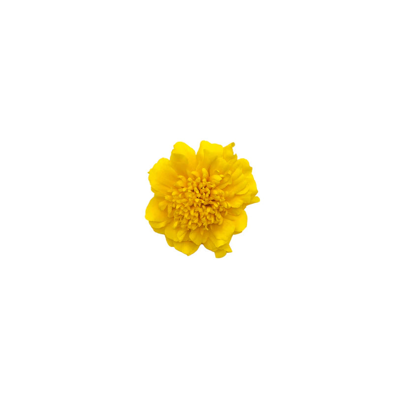 Edible Flowers - Marigold (Yellow) (Nosh)