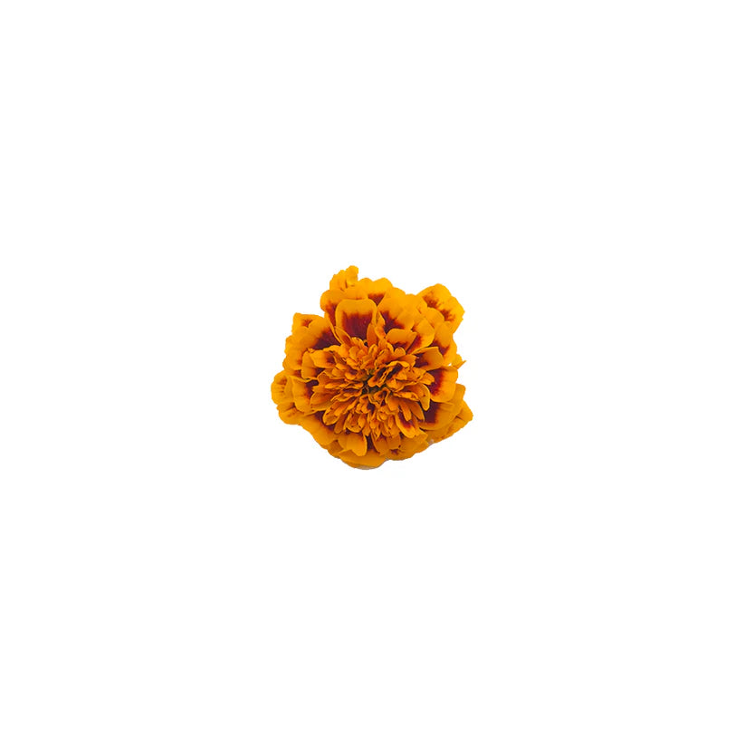 Edible Flowers - Marigold (Dual Colour) (Nosh)