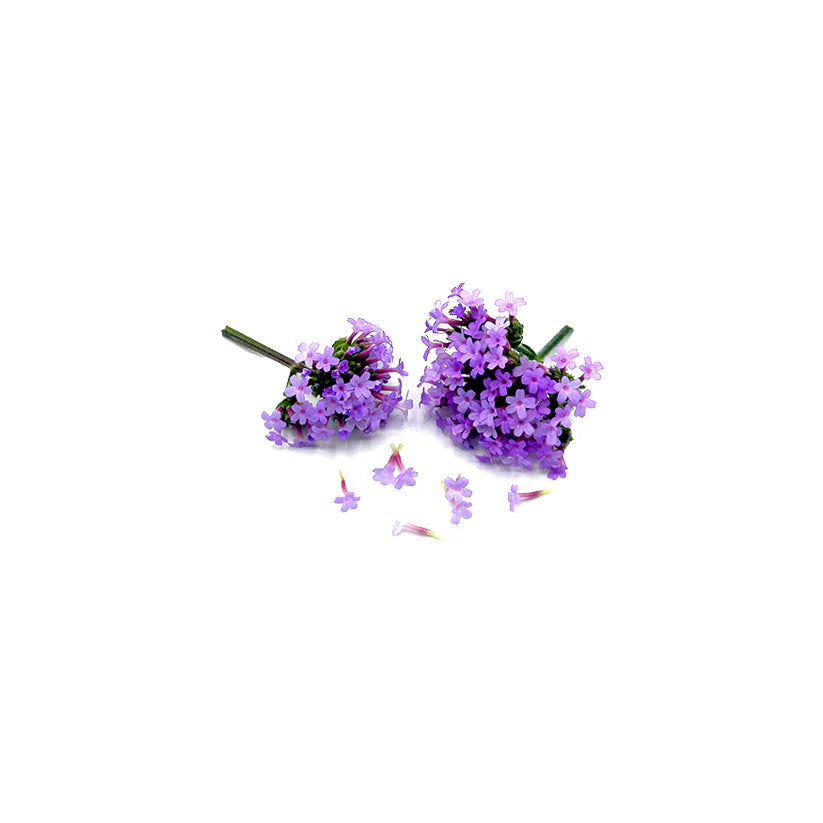 Edible Flowers - Purple Verbena (Nosh)