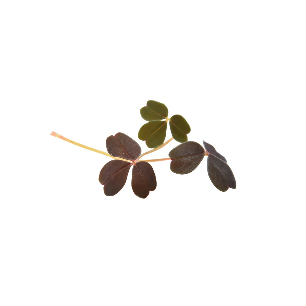 Herbs - Red Oxalis (Nosh)