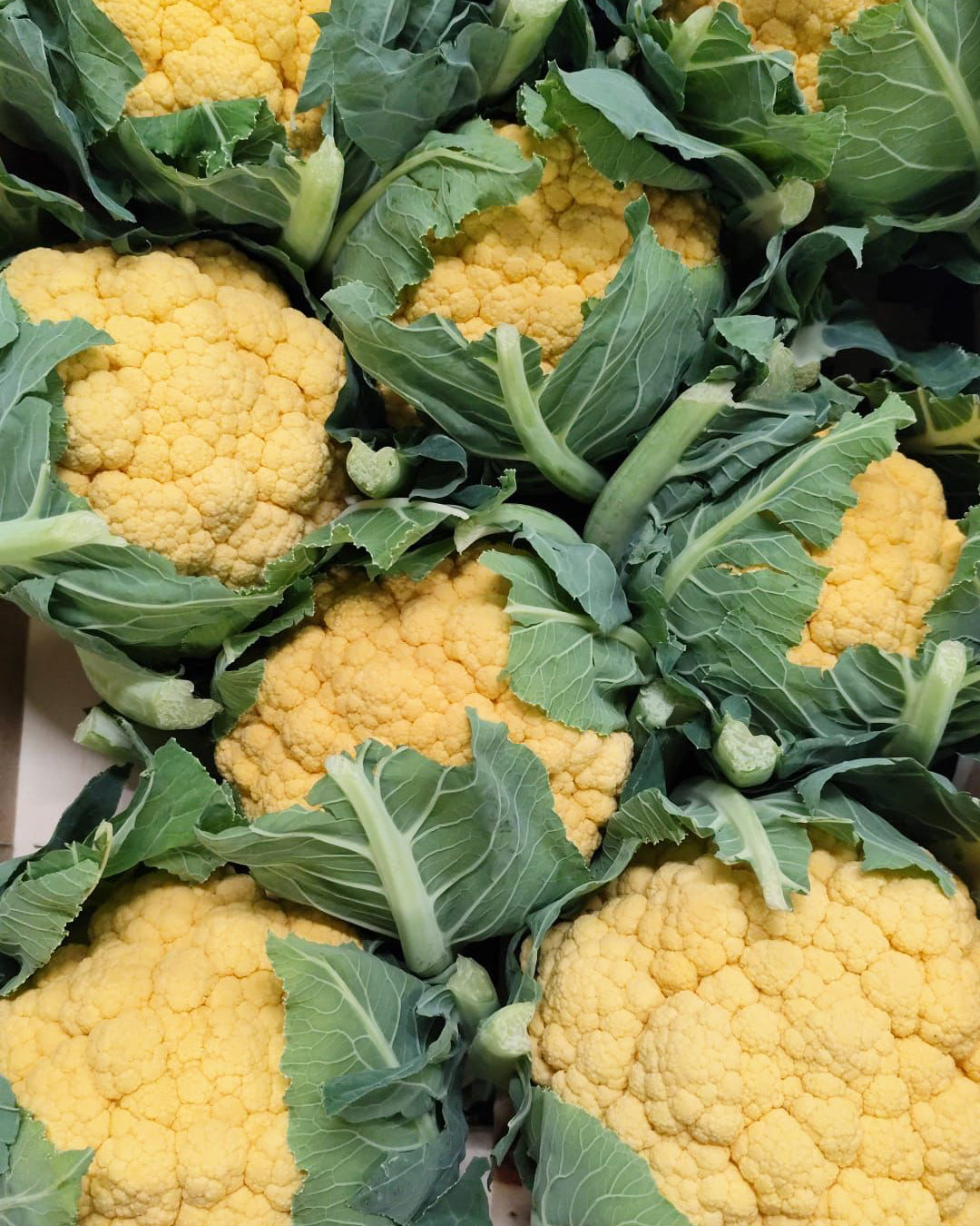 Cauliflower Orange / Yellow