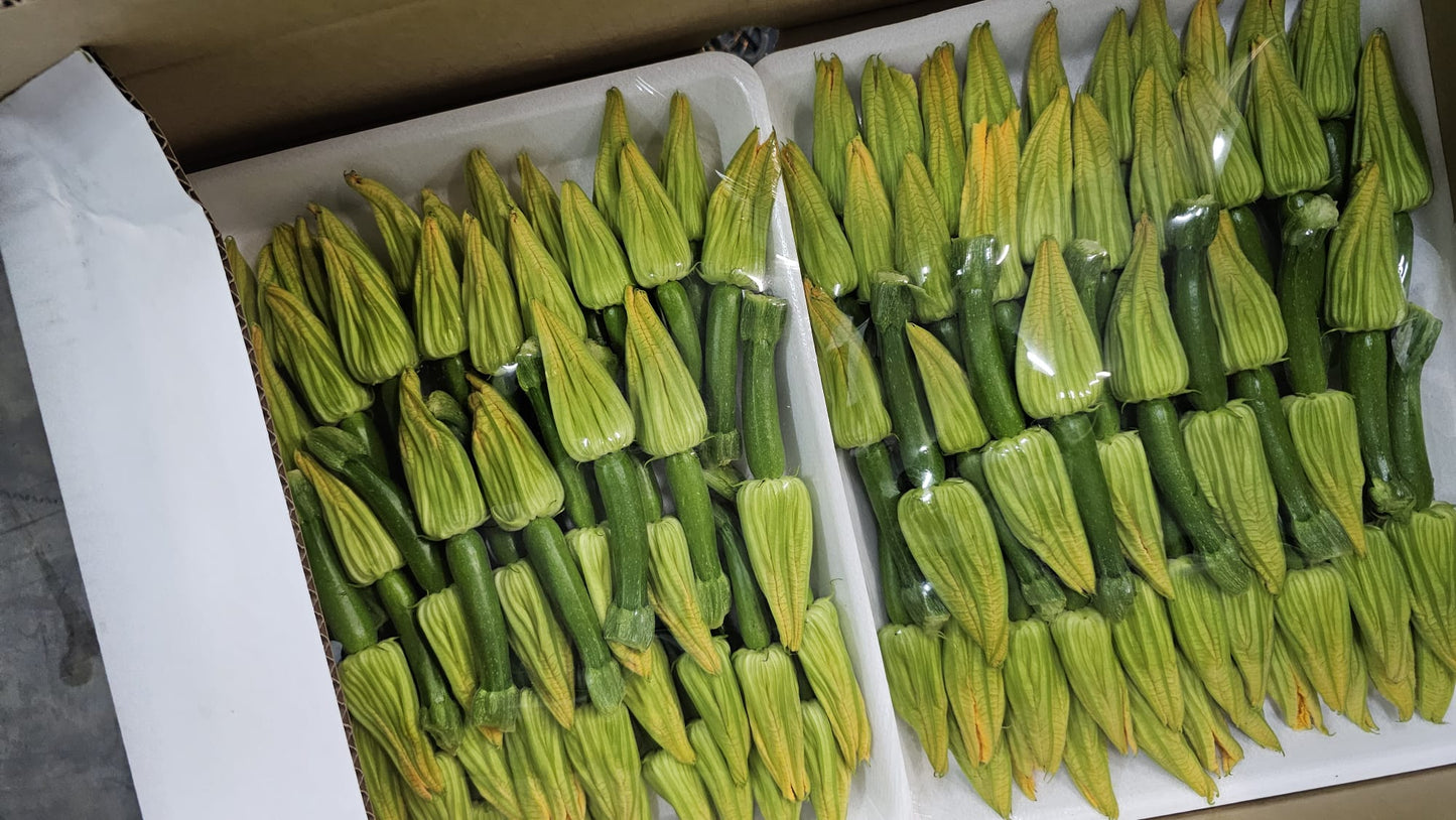 Zucchini Flower Australia