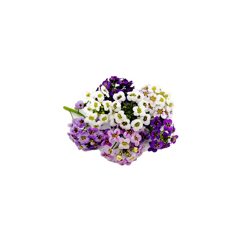Edible Flowers - Alyssum (Mix) (Nosh)