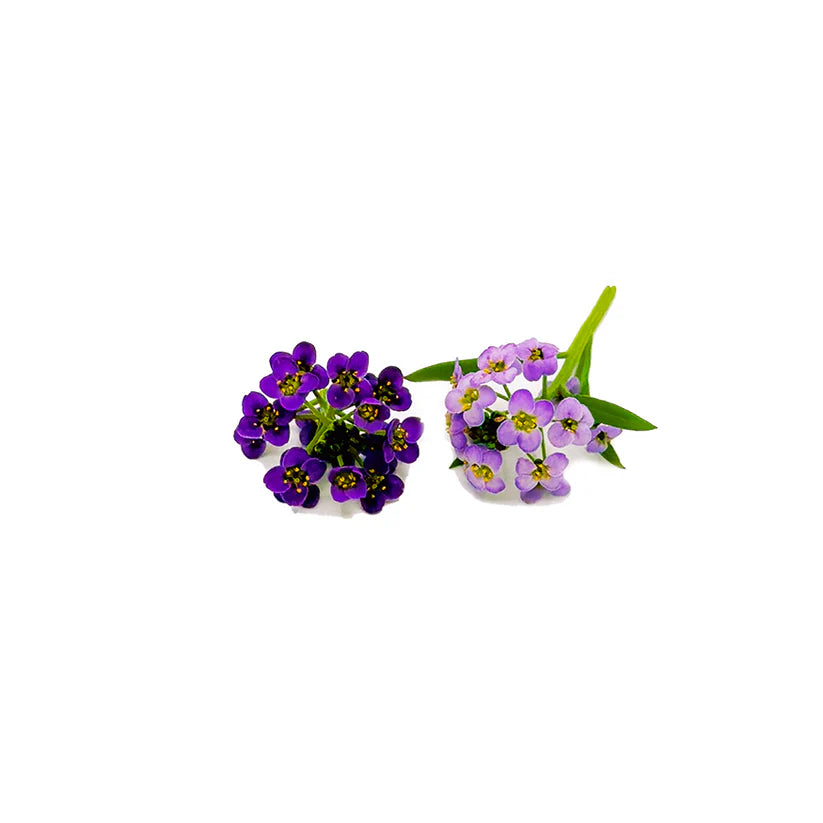 Edible Flowers - Alyssum (Purple) (Nosh)