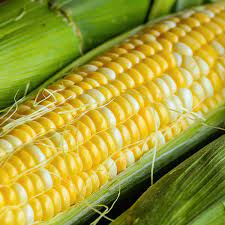 Sweet Corn Bi-Colour (12pcs/ctn)