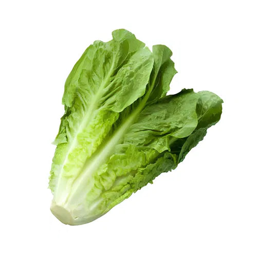 Lettuce Romaine