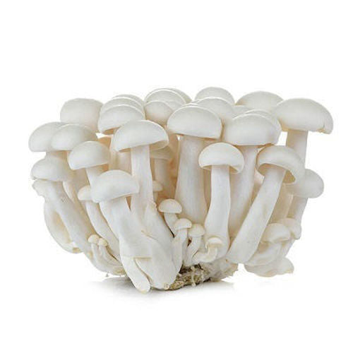 Mushroom Honshimeiji White