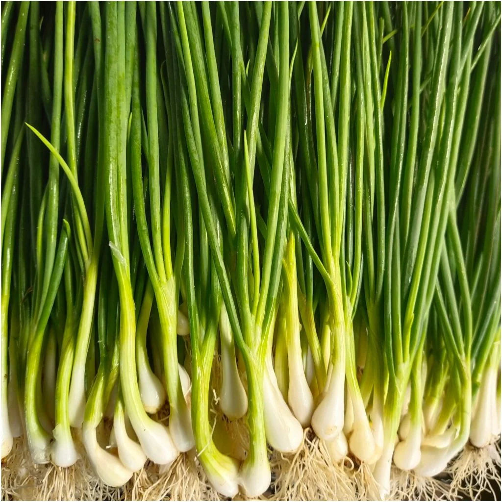 Spring Onion (Thailand)