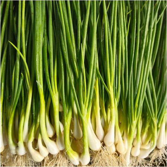 Spring Onion (Thailand)