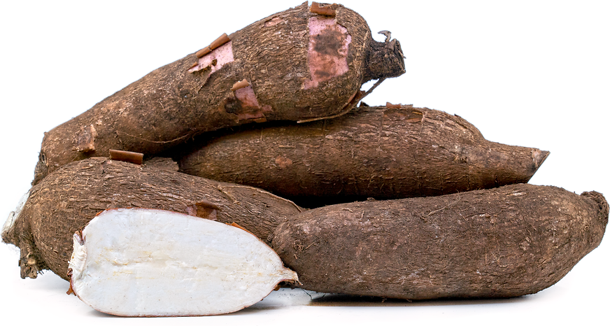 Tapioca / Cassava