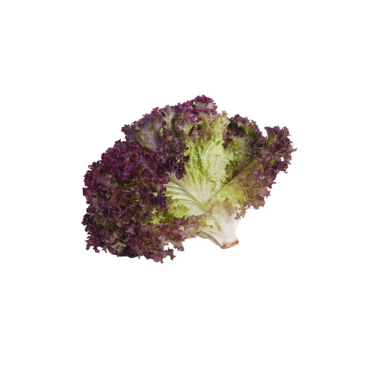 Lettuce Red Frisee