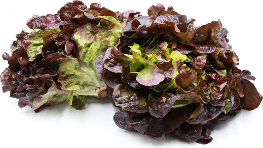 Lettuce Red Oak