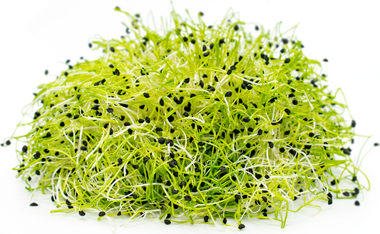 Sprout Onion
