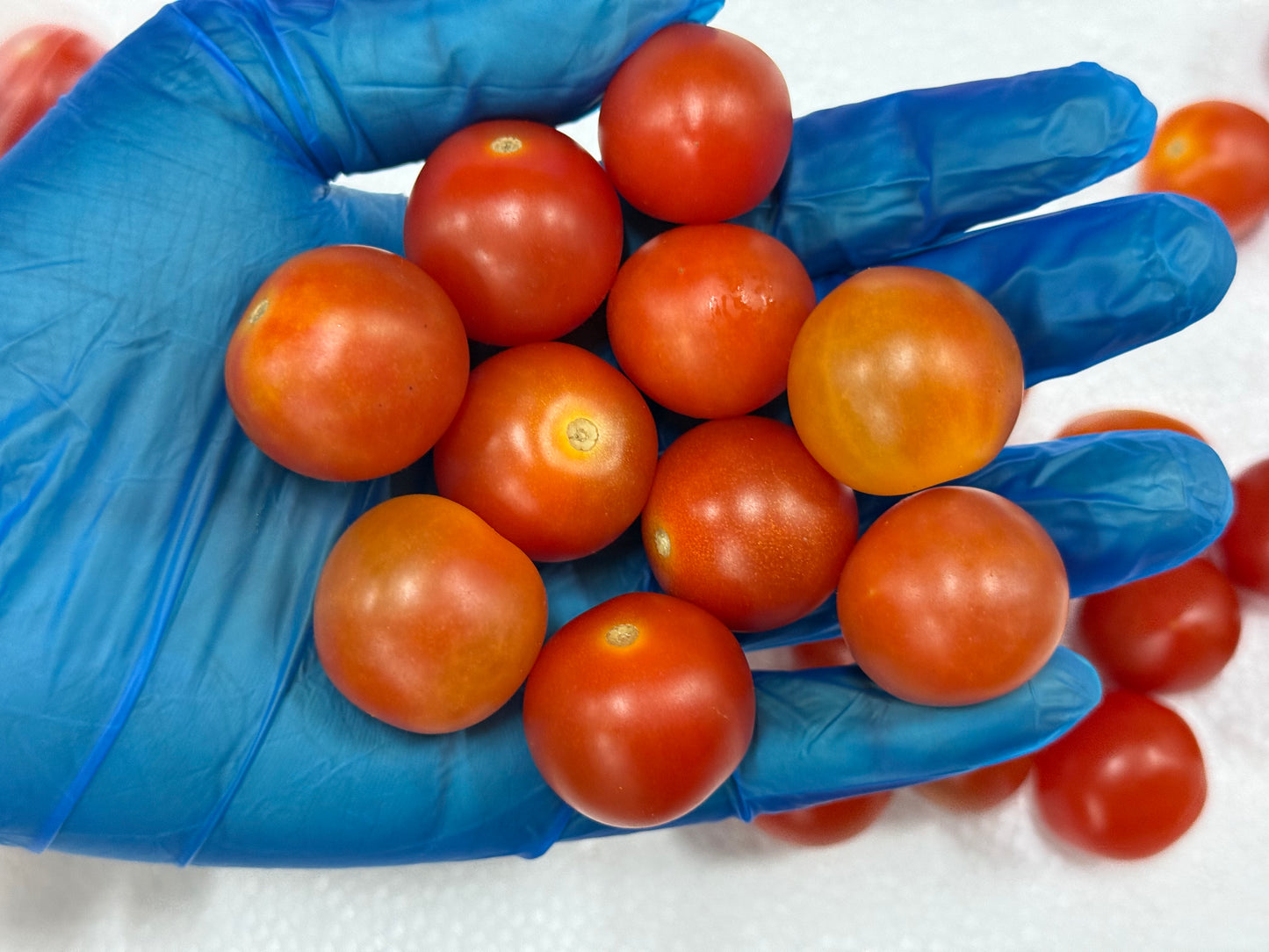 Tomato Cherry Red (1 KG/PKT)
