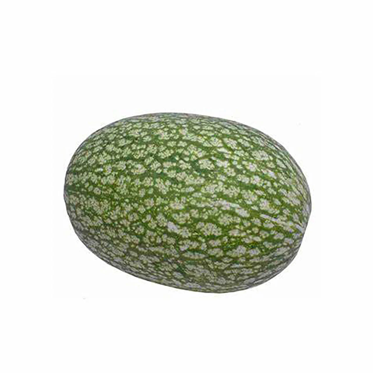Shark Fin Melon