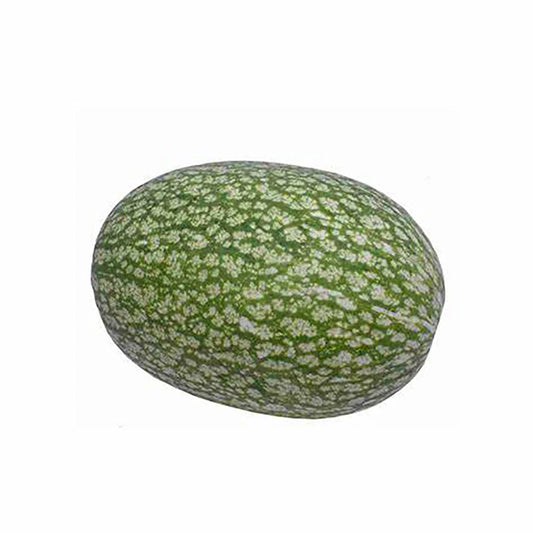 Shark Fin Melon