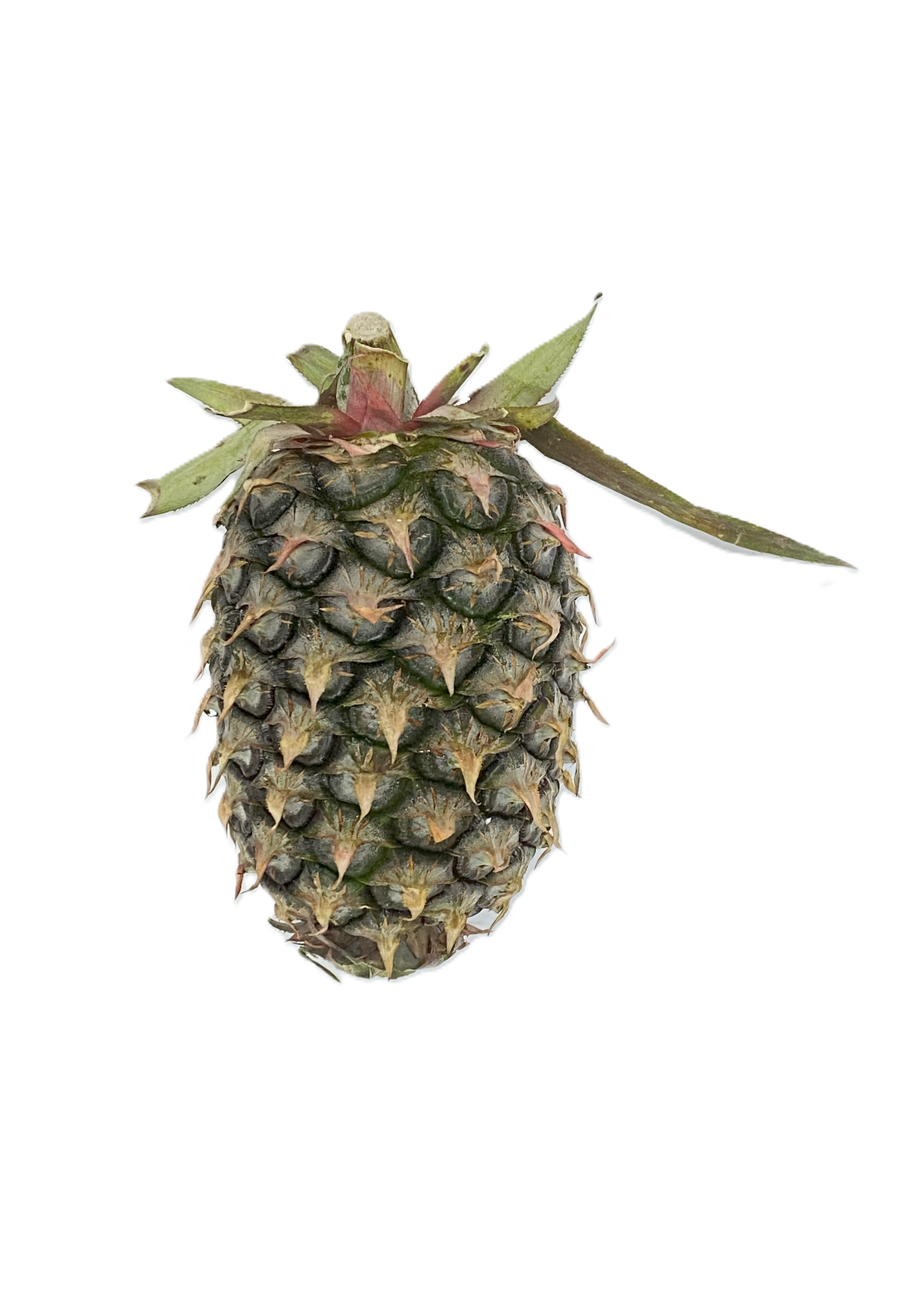Pineapple Local
