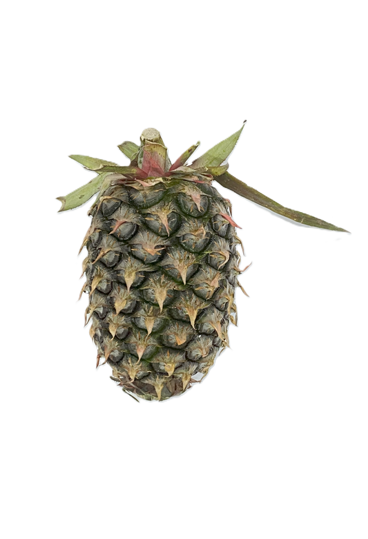 Pineapple Local