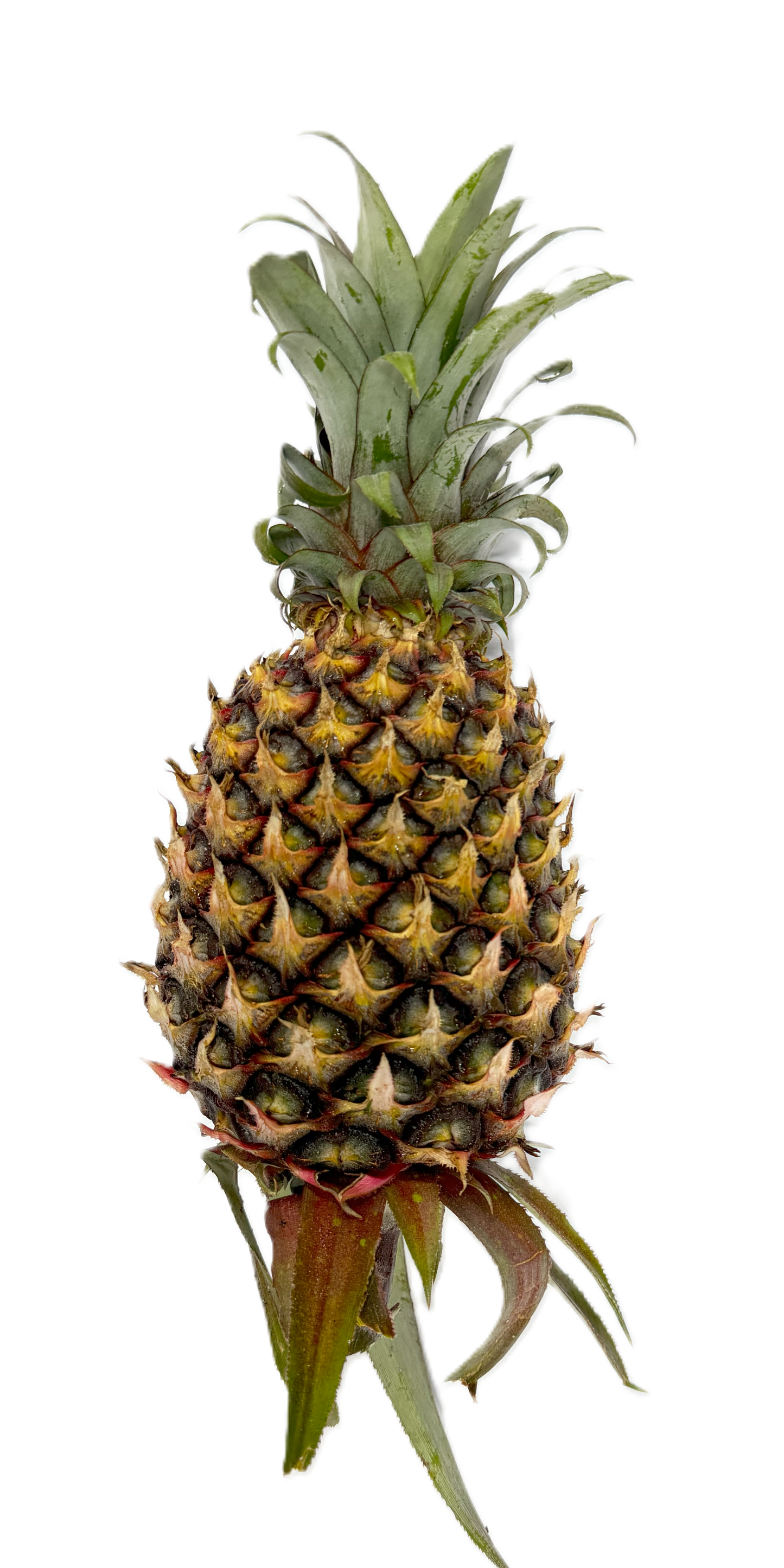 Pineapple Honey