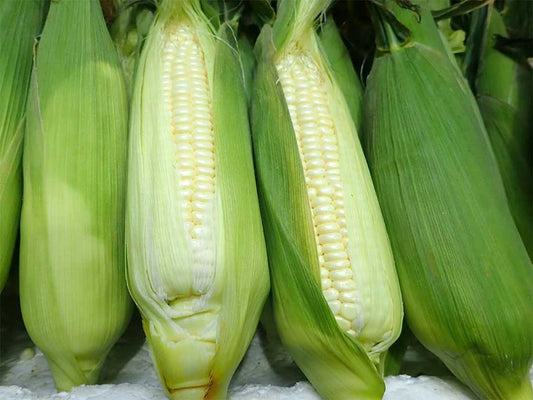 Sweet Corn White / Pearl Sweet Corn (12pcs/ctn)
