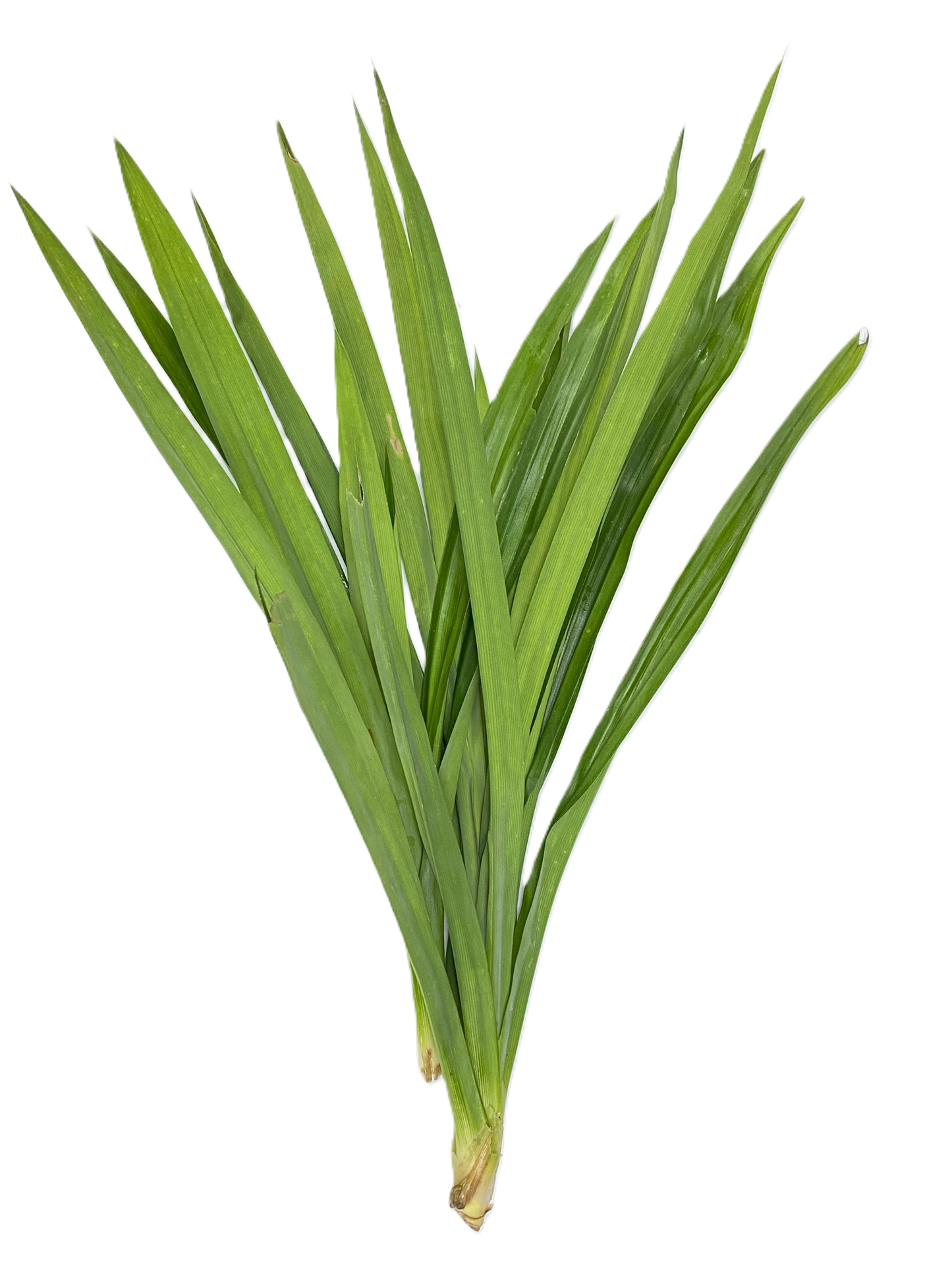 Pandan Leaves