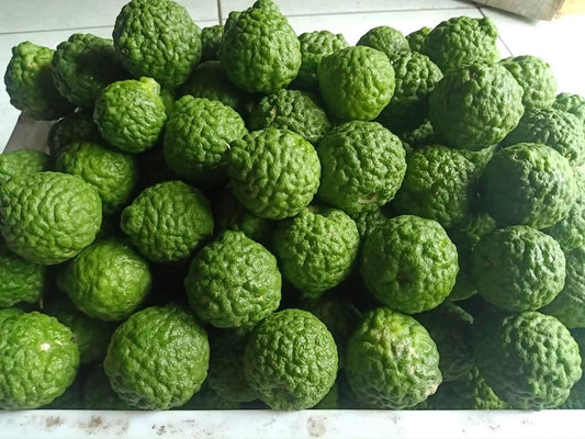 Lime Rough (Kaffir Lime)