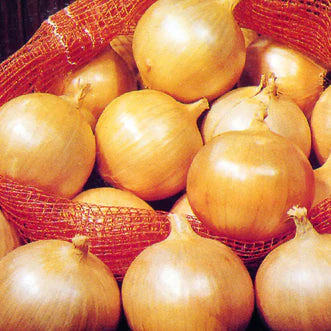Onion Yellow