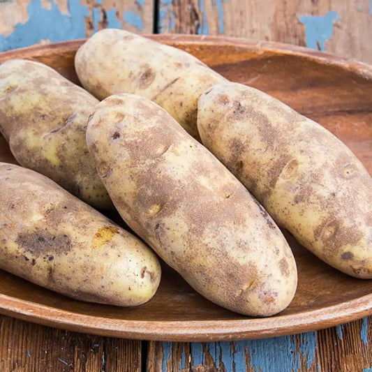 Potato Russet USA (50's) - BIG