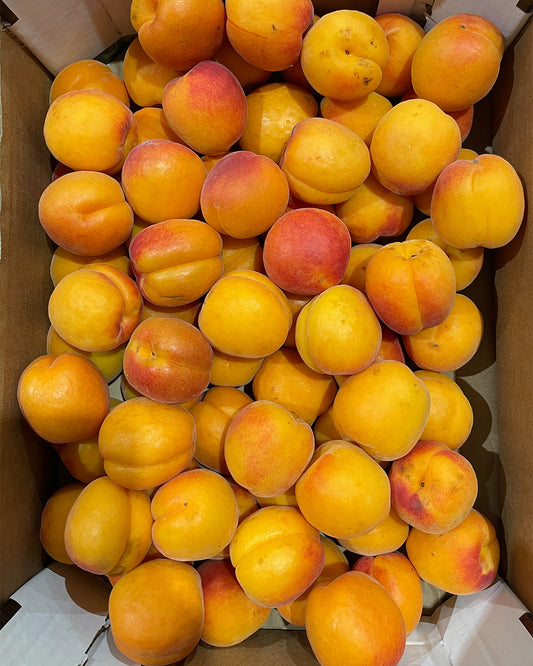 Apricot AAA