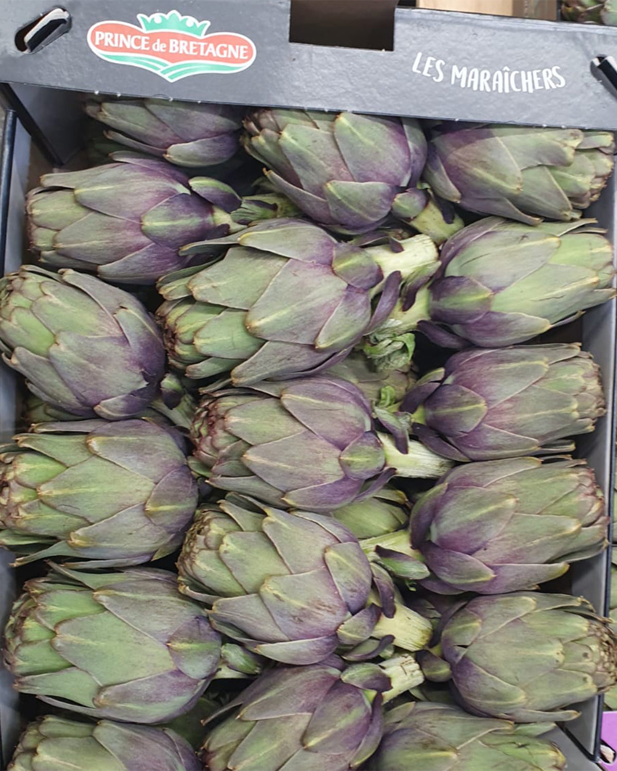 Artichoke Baby Violet